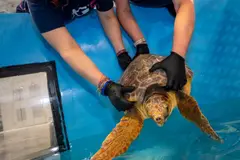 Descubren un híbrido de tortuga marina en EE.UU. que desafía conceptos evolutivos