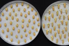Las plantas detectan el sonido de la lluvia para germinar más rápido, según un estudio