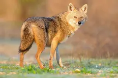 El chacal dorado podría establecerse en España tras el declive del lobo