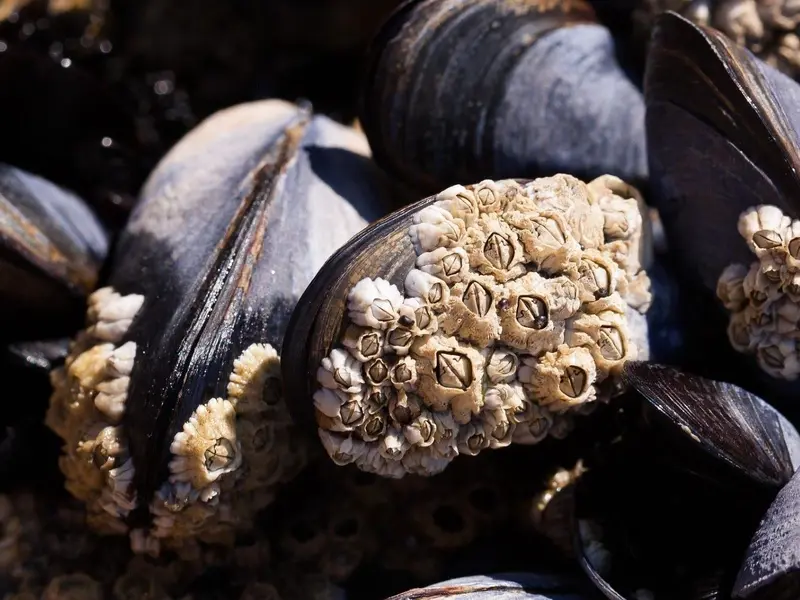 Nueva guía internacional optimiza el control de toxinas en moluscos y microalgas