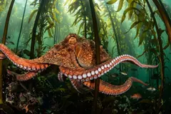 Descubren pulpos gigantes del Cretácico como depredadores marinos