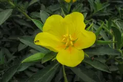 La planta invasora Ludwigia grandiflora amenaza el humedal de Meaques en Madrid