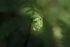 Los bosques en España consumen un 20 % más de agua que hace 30 años