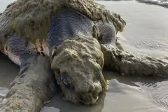 Rescatan a tortuga marina lora en Texas cubierta por organismos marinos