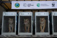 Kazajistán reintroduce tigres de Amur tras 70 años de extinción en la región