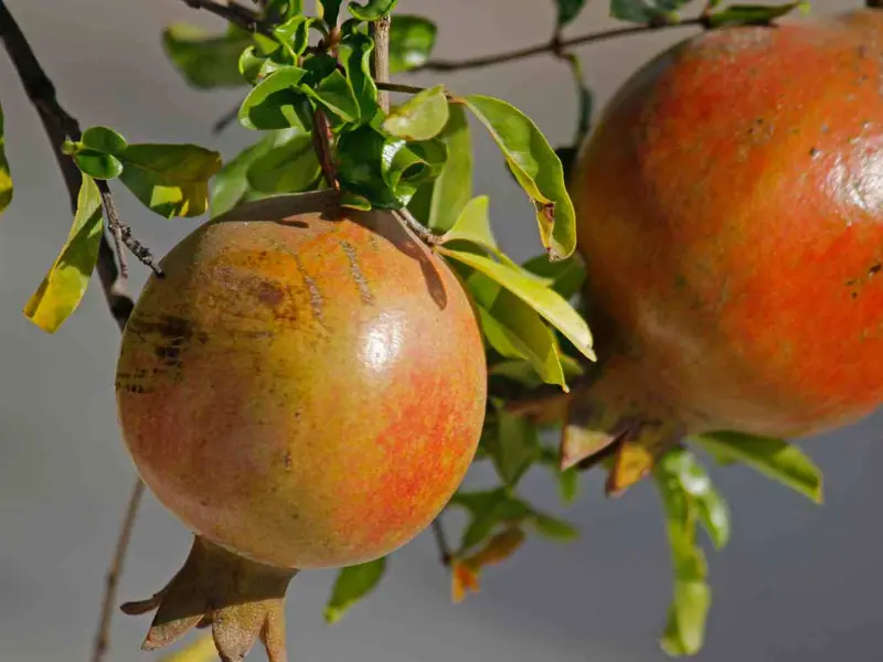 El granado, el árbol ideal para jardines urbanos por su bajo consumo de agua