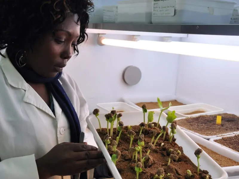 Árboles africanos: claves para combatir el hambre y el cambio climático