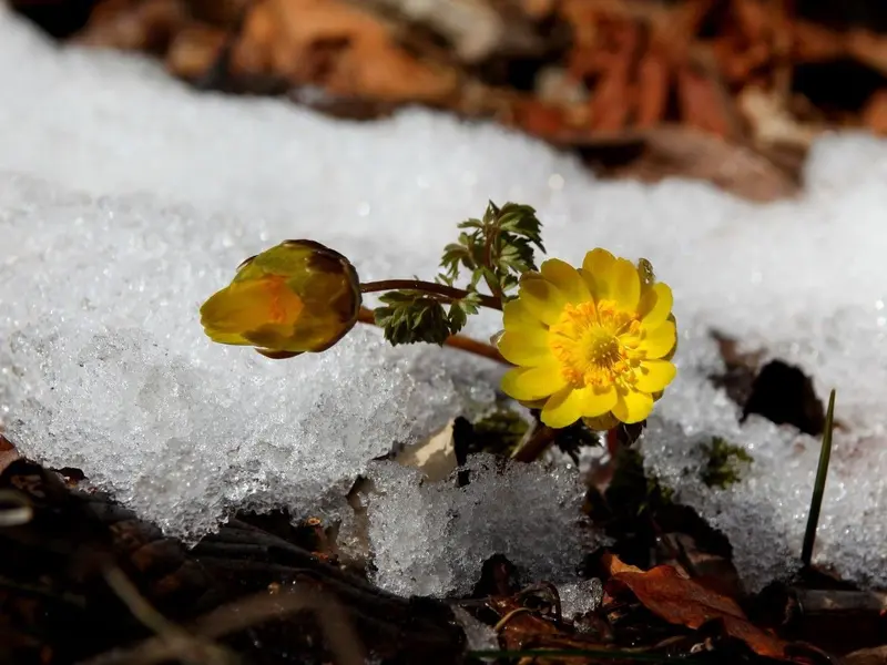 Investigación revela el riesgo de extinción de plantas alpinas por el cambio climático