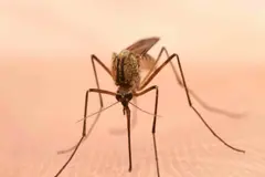 España enfrenta la llegada de mosquitos: prevención ecológica y soluciones caseras