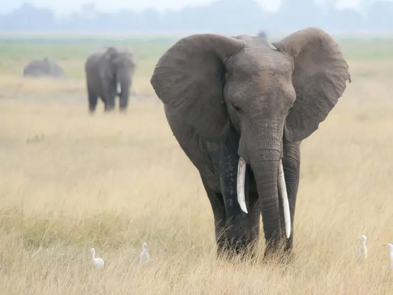 El aislamiento genético de los elefantes africanos amenaza su supervivencia