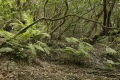 Valleseco adquiere terrenos para recuperar 120 Ha de laurisilva en Gran Canaria
