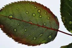 Investigan un mecanismo en plantas que mejora su resistencia a la sequía