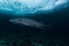 Científicos localizan un tiburón de Groenlandia con 399 años de vida