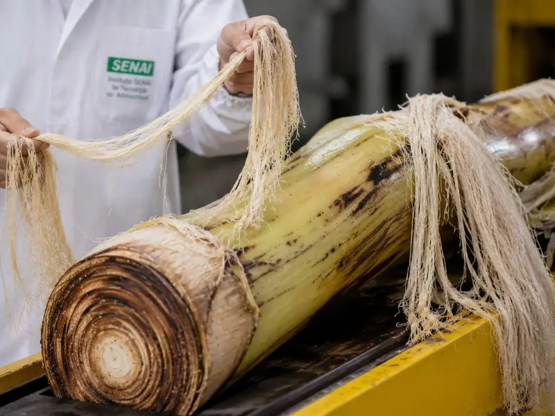 Brasil convierte 220 toneladas de residuos de plátano en ropa y papel en un innovador proyecto