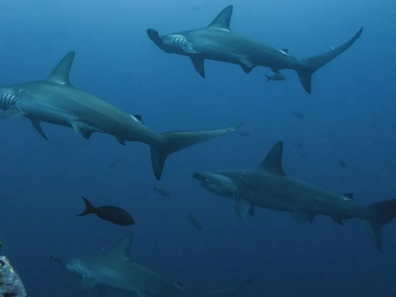 El 49 % de las especies migratorias en declive, alerta tras la COP15