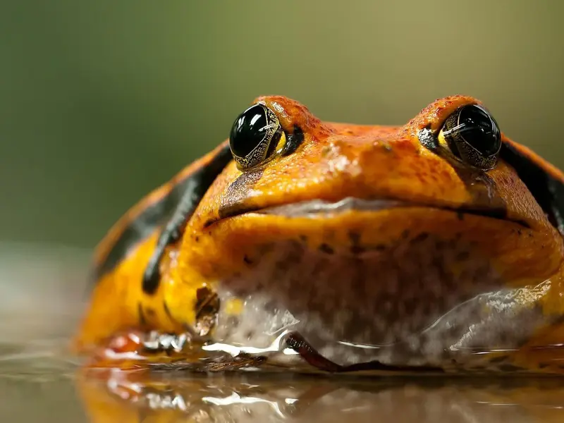 Wikiri Sapoparque en Ecuador: un refugio para ranas en peligro de extinción