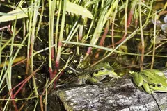 Día Internacional de la Conservación de los Anfibios 2026: Un llamado urgente ante su extinción