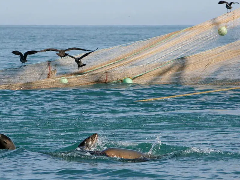 Políticas de Trump y la UE amenazan la sostenibilidad de los océanos