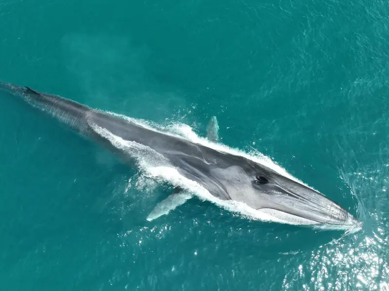 Avistamientos anticipados de rorcuales en la costa catalana por lluvias intensas