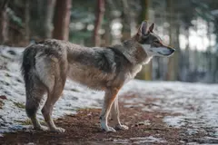 El lobo ibérico, en riesgo: la caza y la genética amenazan su conservación