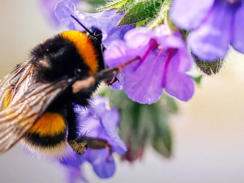 Amenazas para las abejas: cambio climático, plagas y pesticidas en aumento