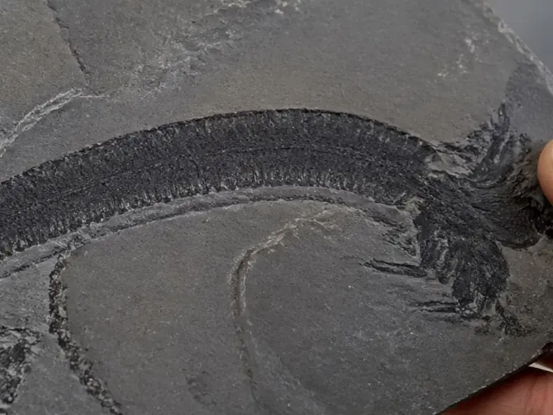 Fósiles en China revelan una evolución animal anterior a lo pensado