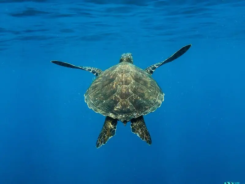 39 tortugas marinas regresan al mar en Palma de Mallorca como símbolo de esperanza