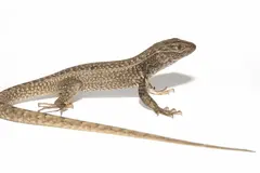 Descubren nueva lagartija en los Andes peruanos, Petracola ianwhitei