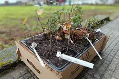Inicia la plantación de un nuevo bosque en el colegio Valle Inclán de Oleiros