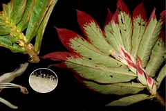 Nuevas especies de plantas endémicas descubiertas en la selva central de Perú