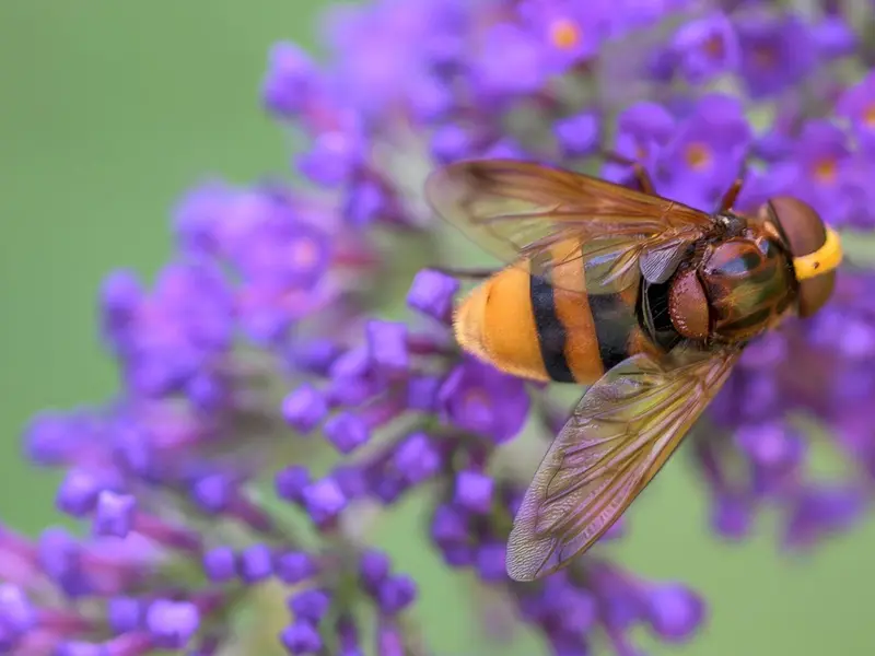 La mosca Volucella zonaria, un polinizador inofensivo con disfraz