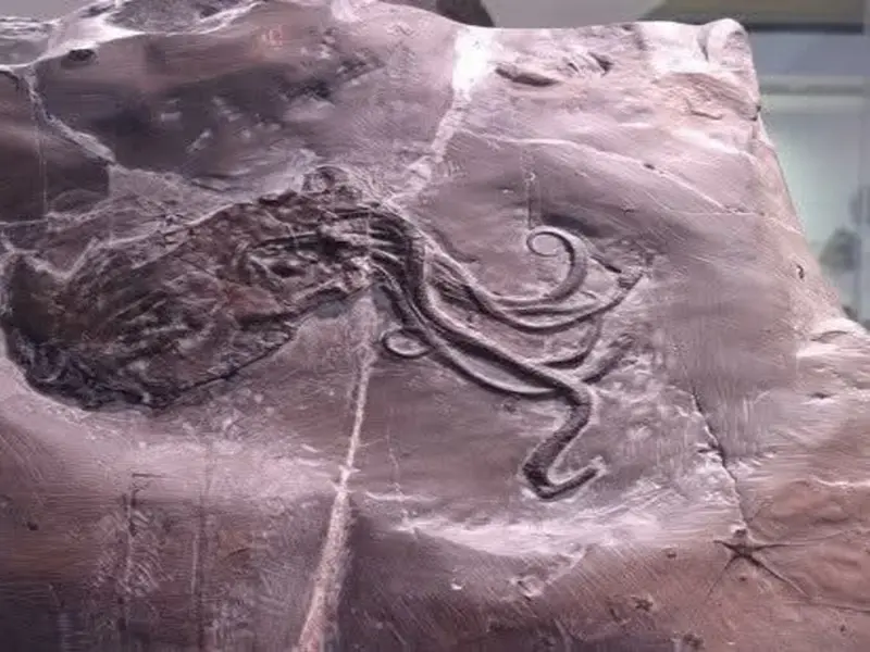 Descubrimiento revela que el fósil de pulpo más antiguo era un nautilo de 300 millones de años