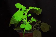 Desarrollo de plantas bioluminiscentes para detección temprana de plagas en cultivos