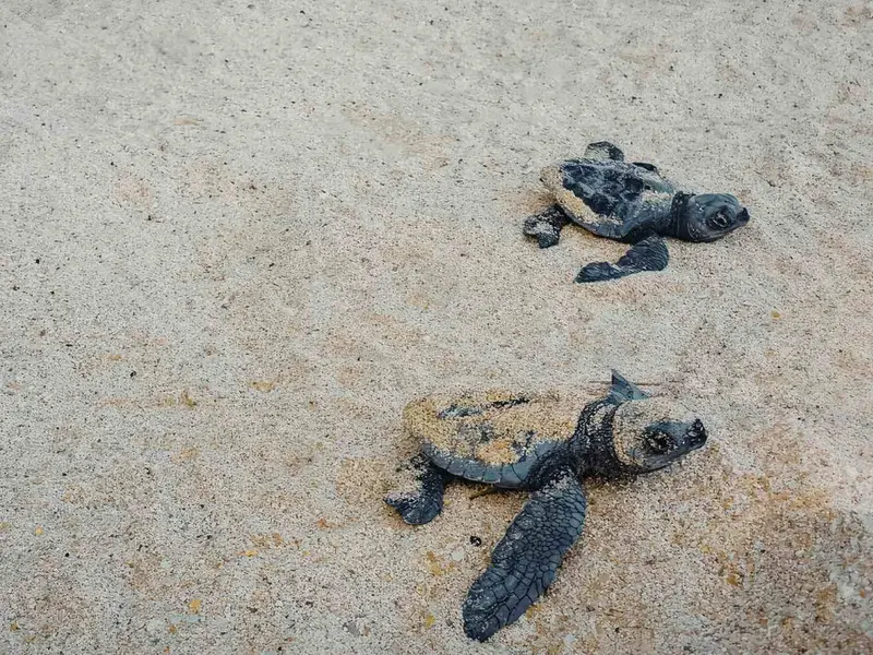 Importancia de los nombres correctos para las tortugas bebés en conservación