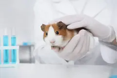 Día Mundial del Animal de Laboratorio 2026: denuncia y celebración del hámster