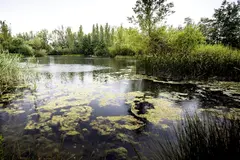 El humedal de Fuentes Blancas en Burgos se recupera para potenciar biodiversidad y ecoturismo