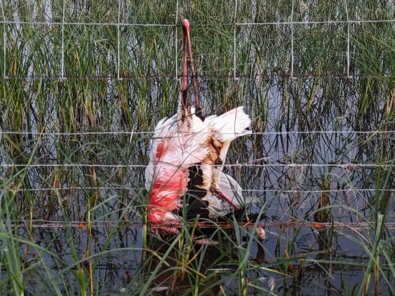 Denuncian muertes de aves protegidas en la laguna de Cucharas por vallados peligrosos
