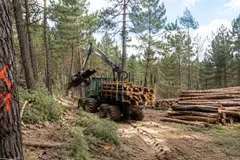Madrid inicia tala de 280 hectáreas de pinos para prevenir incendios forestales