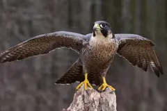 El halcón peregrino vuelve a criar en Marismas del Odiel, indicador de recuperación ambiental