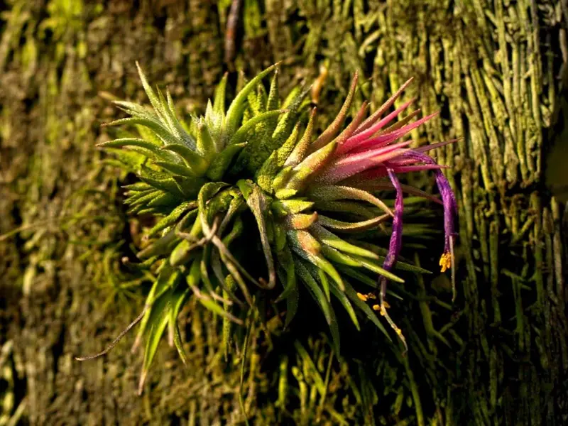 Descubren nuevas especies de bromelias en los Andes de Ecuador