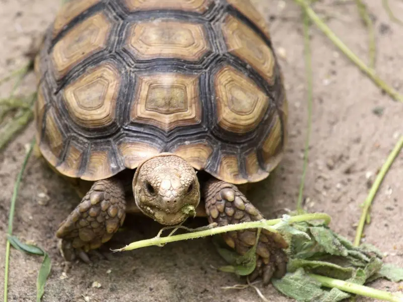 Reintroducción de tortugas en el Sáhara: un enfoque más complicado de lo que parece