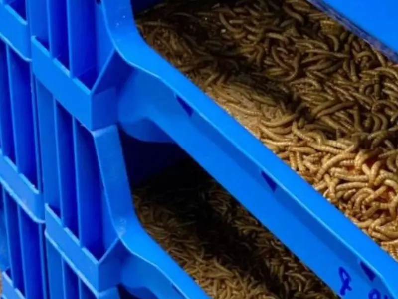 La granja andaluza que impulsa la alimentación sostenible mediante insectos