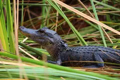 El caimán de anteojos amenaza la biodiversidad en los Everglades de Florida