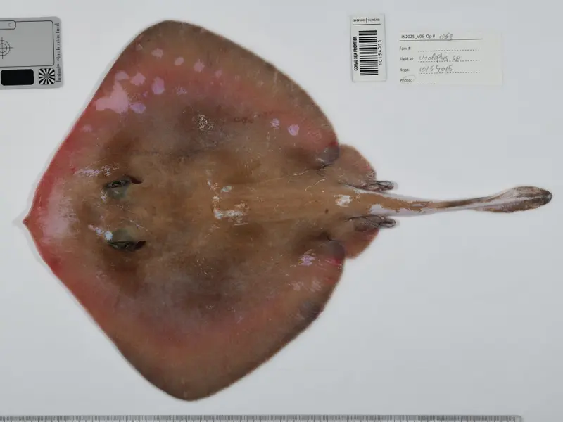 Descubren nuevas especies marinas y vegetales en Perú, Ecuador y Australia