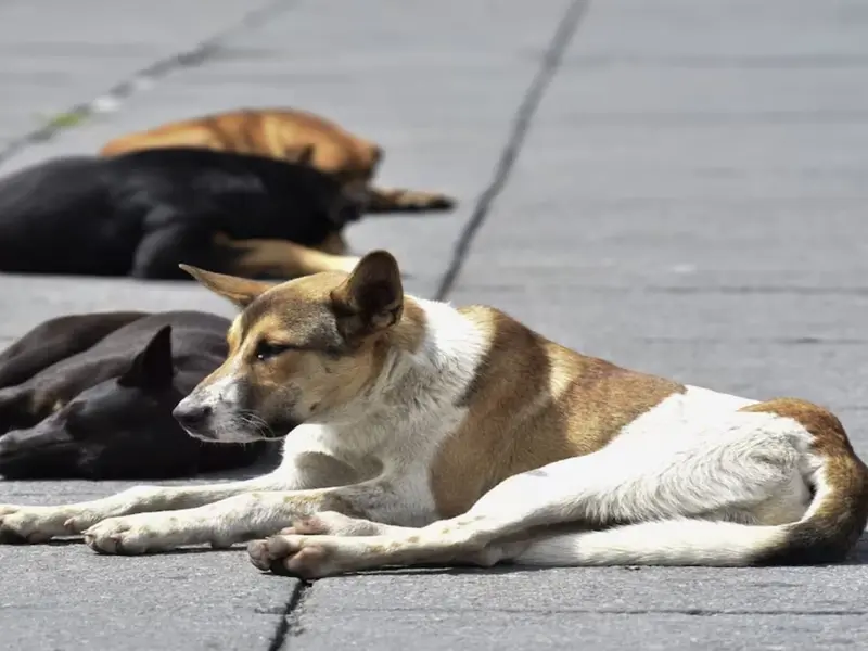 Indignación en México por el sacrificio masivo de perros y su legalidad