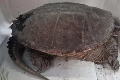 Alerta por la invasión de tortugas mordedoras en humedal cerca de Roma