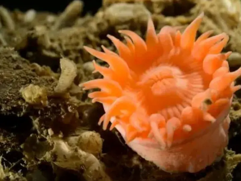 Descubiertas nuevas especies en el Ártico profundo, sorprendiendo a los científicos