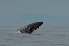 Ballenas jorobadas del mar Arábigo: un enigma de 70.000 años y riesgo de extinción