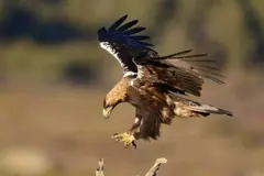 Aparece un águila imperial ibérica en Portugal, en peligro crítico de extinción