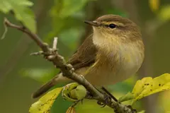 Presión de lobbies para debilitar la protección de Directivas de Aves y Hábitats en la UE